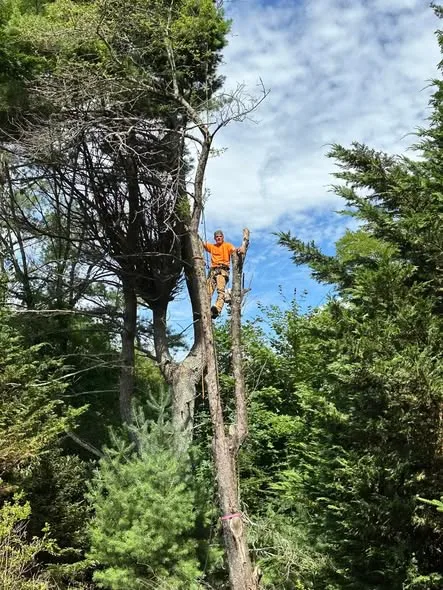 Crew member climbing a tree to trim it