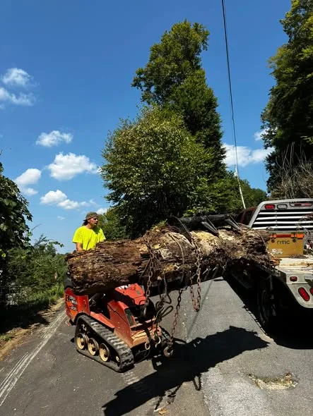 Large log being hauled out on a mini loader