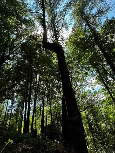 Tall trees with a lift during tree work